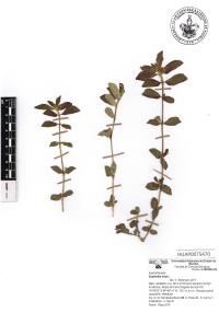 Chamaesyce hirta image