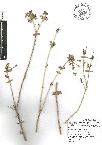 Bouvardia multiflora image