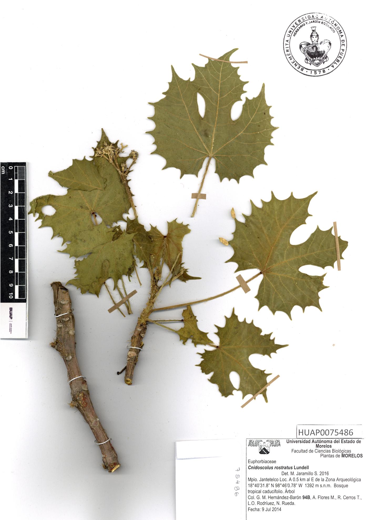 Cnidoscolus rostratus image
