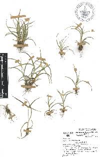 Cyperus seslerioides image