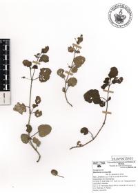 Boerhavia coccinea image