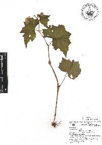 Begonia gracilis image