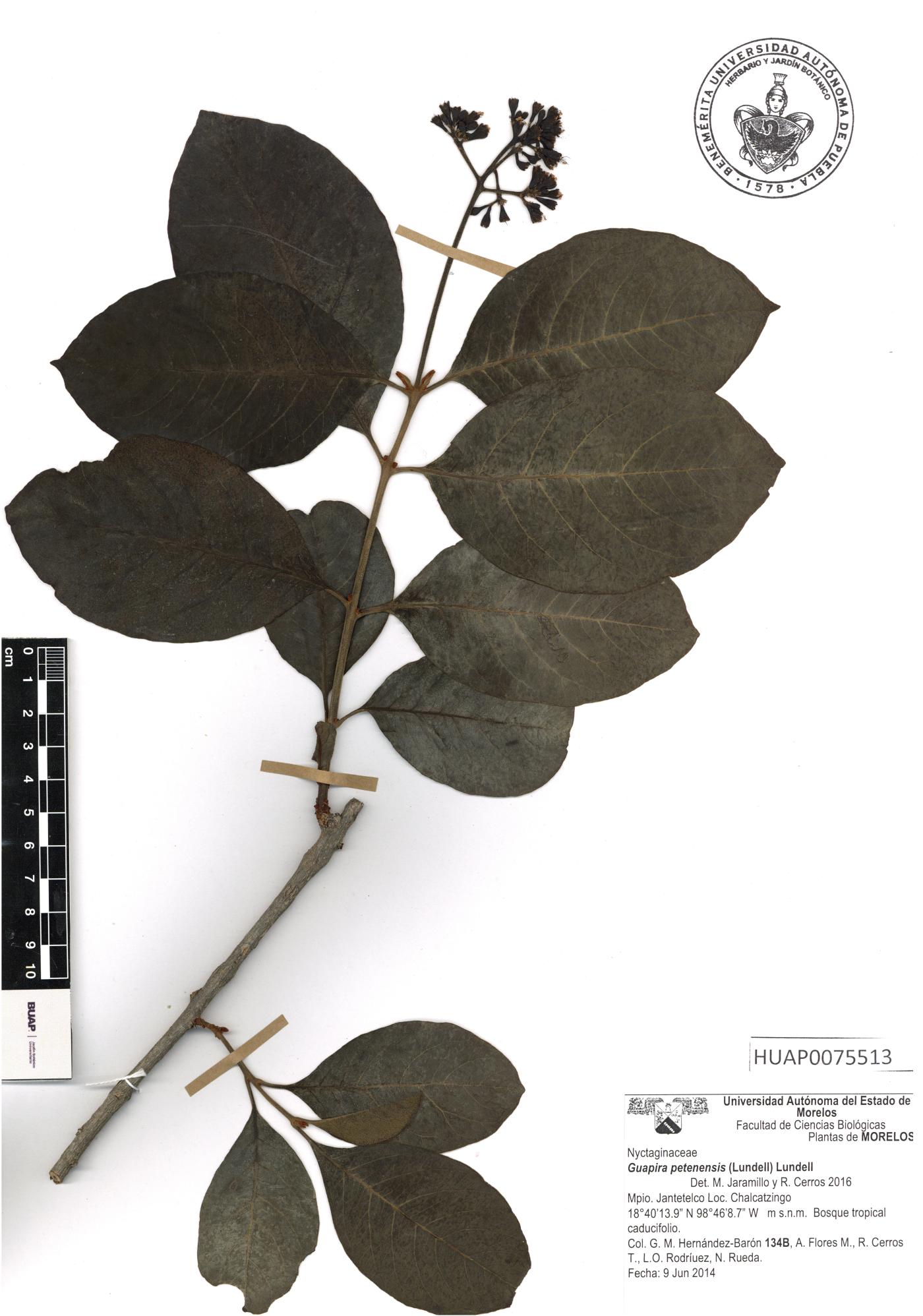 Guapira petenensis image