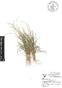 Microchloa kunthii image