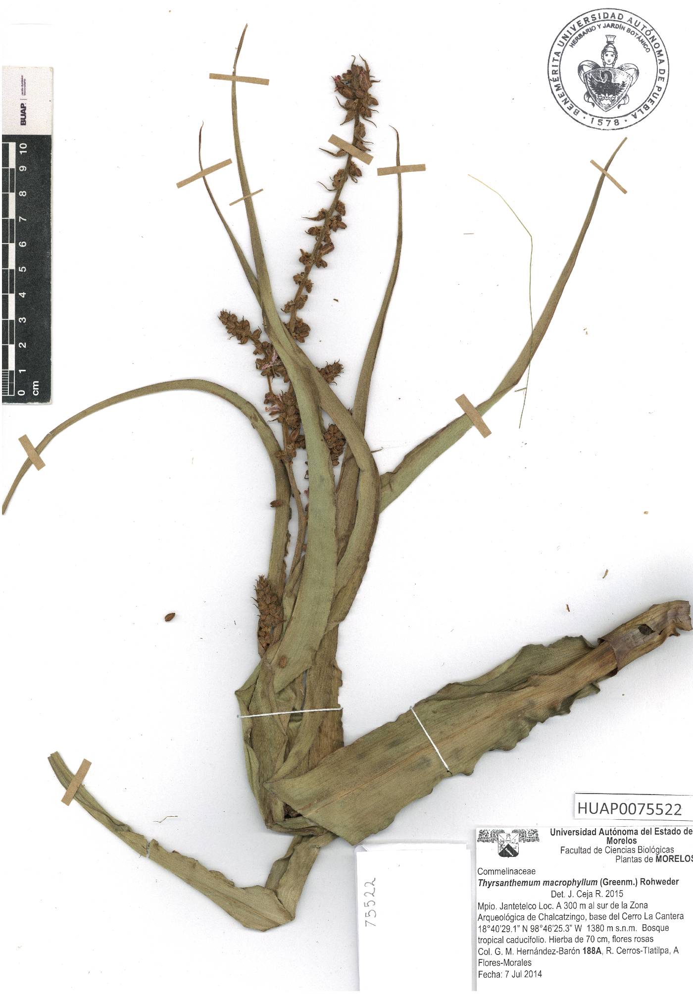 Thyrsanthemum longifolium image