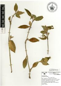 Commelina erecta image