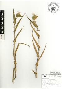 Commelina erecta image