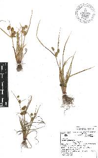 Cyperus squarrosus image