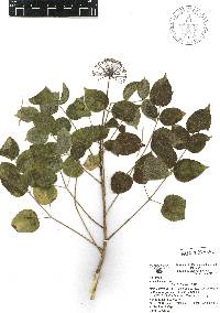 Aralia humilis image