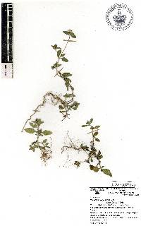 Sanvitalia procumbens image