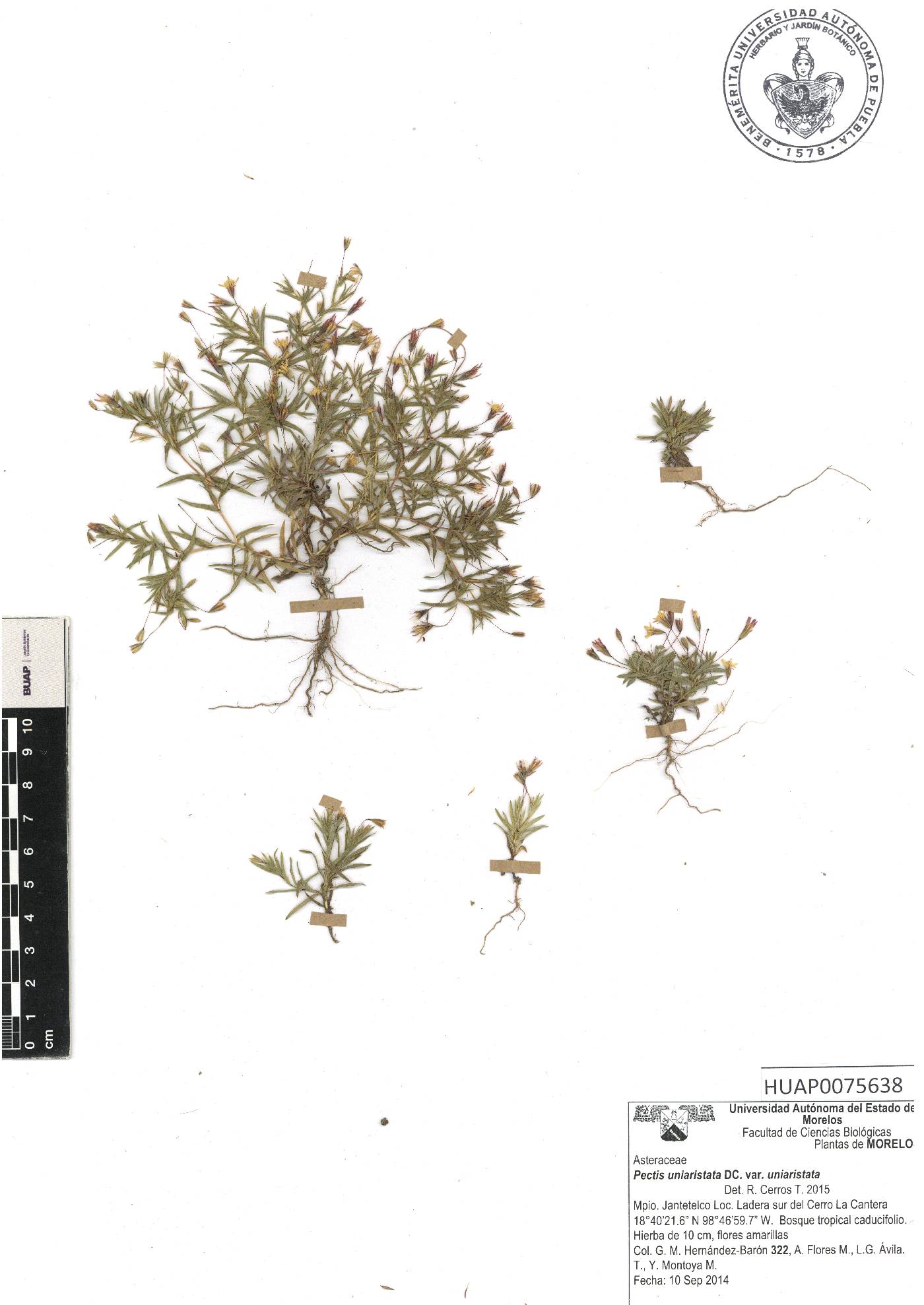 Pectis uniaristata var. uniaristata image
