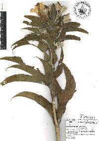 Ipomoea murucoides image