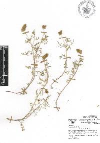 Dalea humilis image