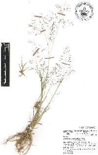 Sporobolus atrovirens image