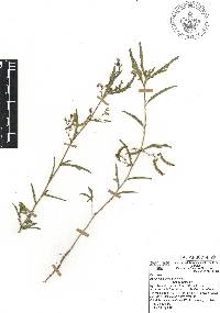 Aeschynomene americana image