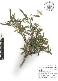 Ludwigia octovalvis image