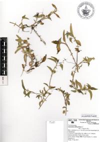 Commelina diffusa image