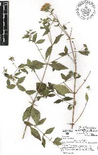 Stevia ovata image