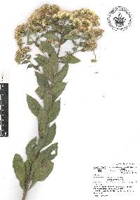 Vickianthus liatroides image