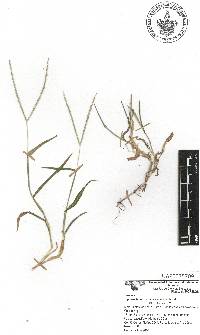 Digitaria bicornis image