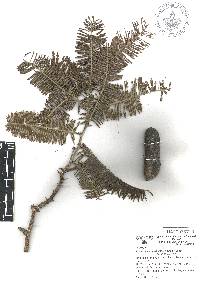 Acacia pennatula image