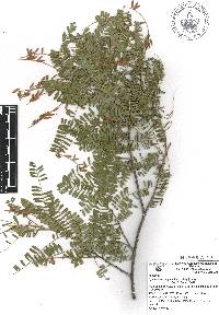 Eysenhardtia orthocarpa image