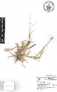 Cenchrus pilosus image