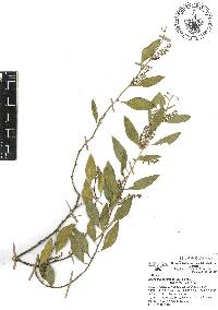 Agonandra racemosa image