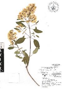 Galphimia paniculata image