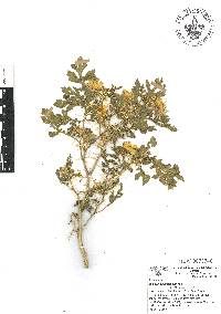 Solanum angustifolium image