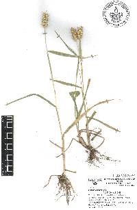 Cenchrus echinatus image