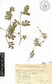 Kallstroemia pubescens image