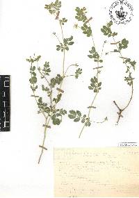 Kallstroemia pubescens image