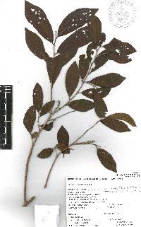 Diospyros salicifolia image