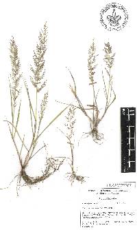 Eragrostis viscosa image