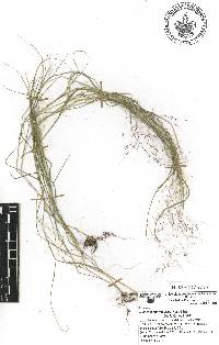 Muhlenbergia implicata image