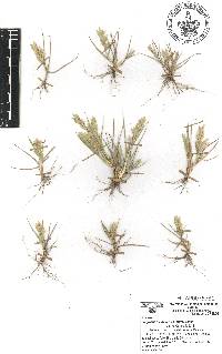 Eragrostis maypurensis image