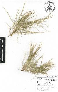 Muhlenbergia pectinata image