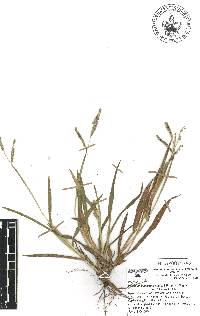 Paspalum convexum image