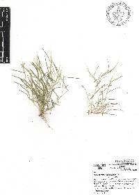 Muhlenbergia tenella image