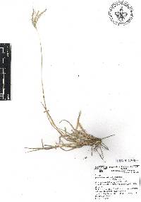 Bothriochloa pertusa image