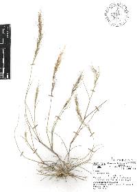 Aristida adscensionis image