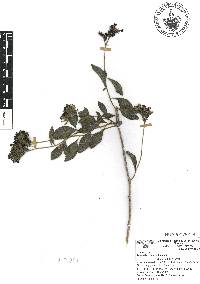 Tournefortia mutabilis image