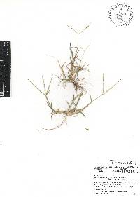 Digitaria bicornis image