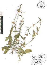 Oenothera kunthiana image