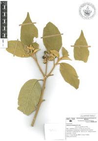 Solanum erianthum image