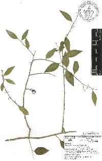 Agonandra racemosa image