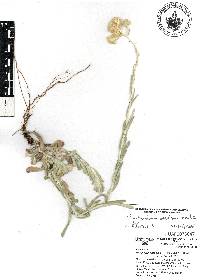 Pseudognaphalium luteoalbum image