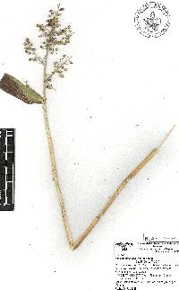 Lasiacis ruscifolia image