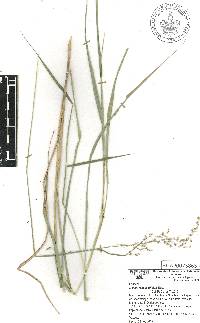 Melinis repens image